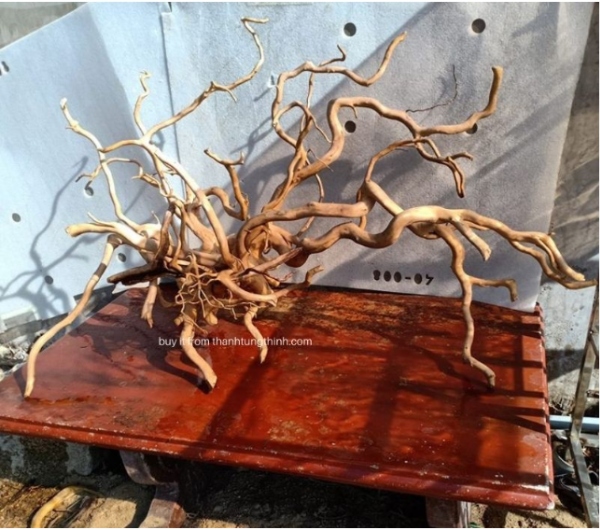 Do Quyen Driftwood Supplier