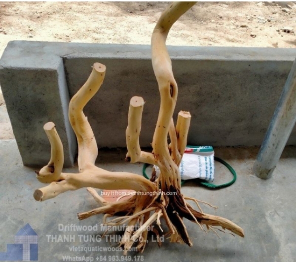 Curved branches and naturally twisted forms of driftwood