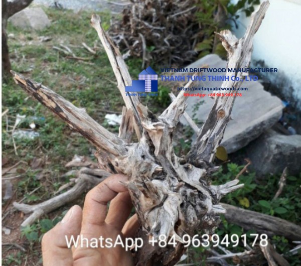 Comnguoi Driftwood Supplier