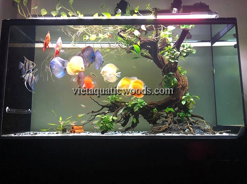 Aquarium bonsai trees support healthy aquatic environments