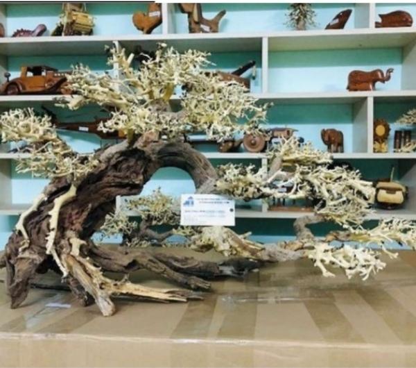 Medium Bonsai Driftwood Manufacturer