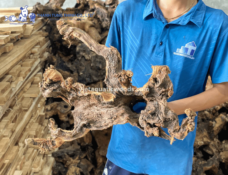 The driftwood used must be carefully treated for safe use in aquariums