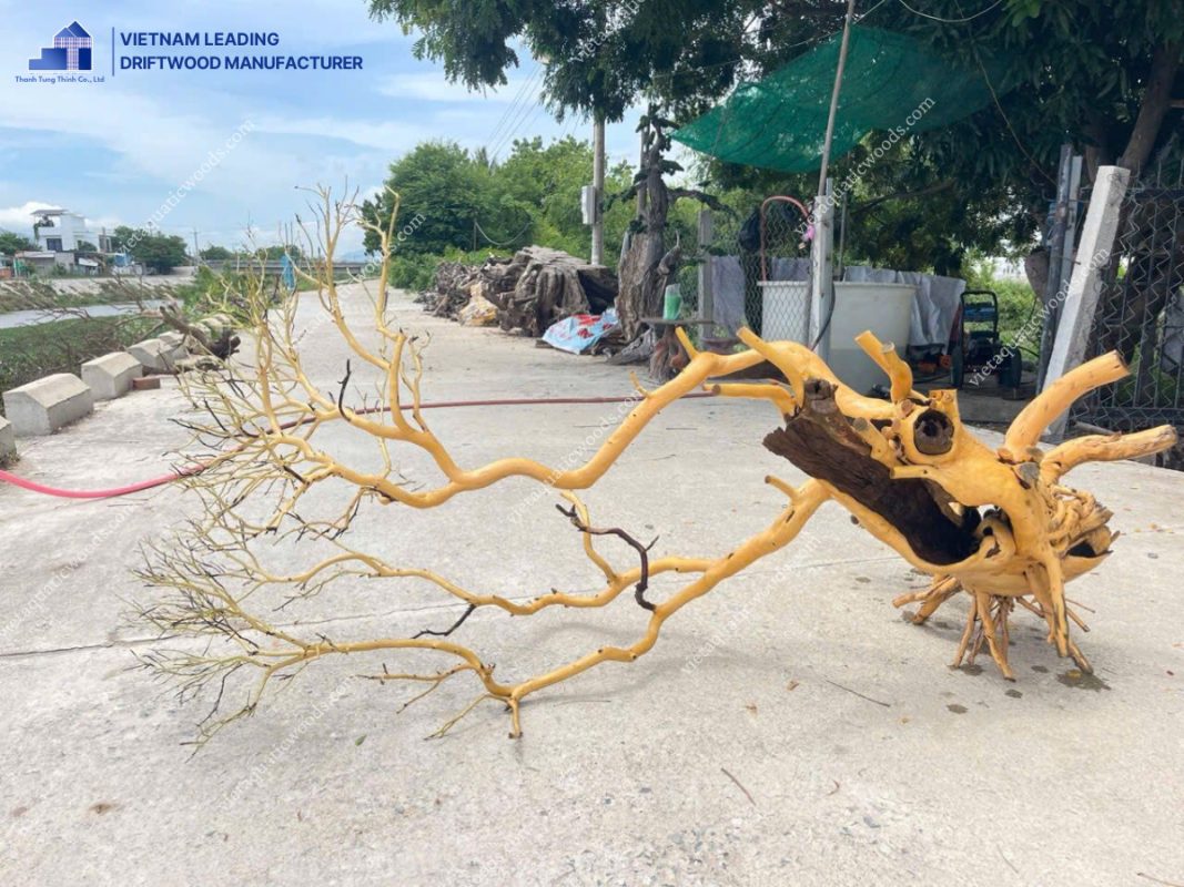 Large driftwood is a striking centerpiece