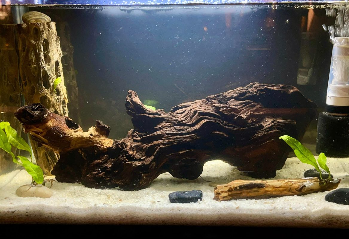 mopani wood in the aquarium