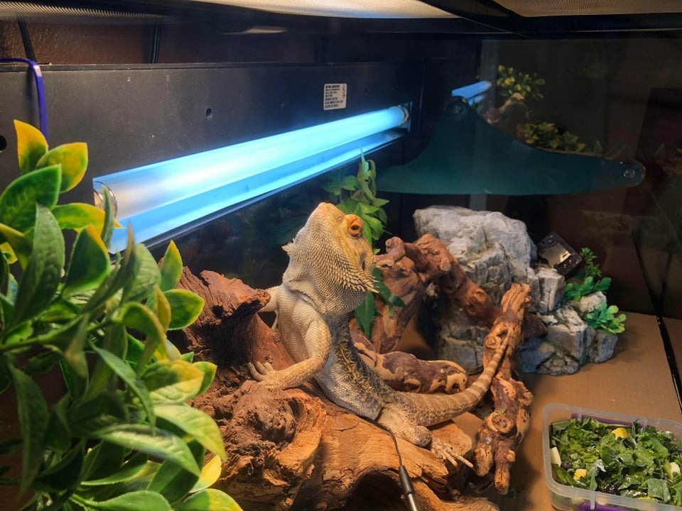 Natural driftwood provides climbing structures, hiding spots, and basking surfaces for reptiles