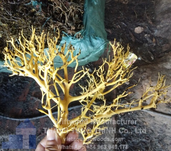 sansan driftwood