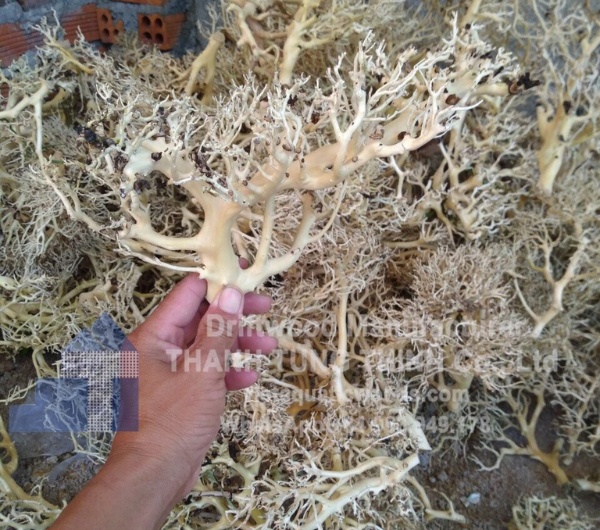 sansan driftwood