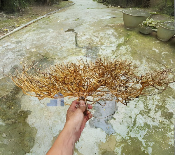 sansan driftwood