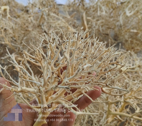 sansan driftwood