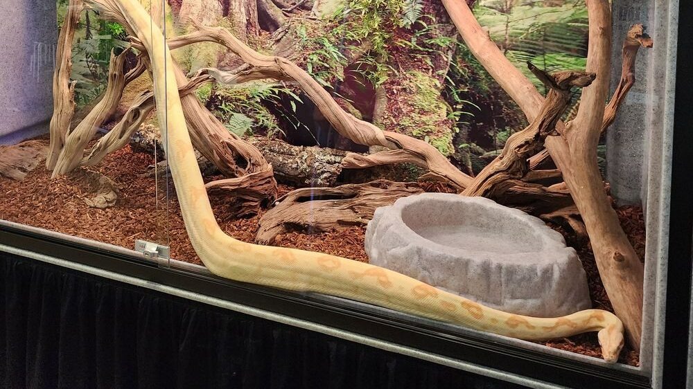 Snakes need sturdy, thick branches that support coiling, resting, and climbing