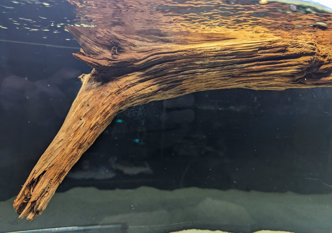 Soaking driftwood trees in the water for 1-2 weeks