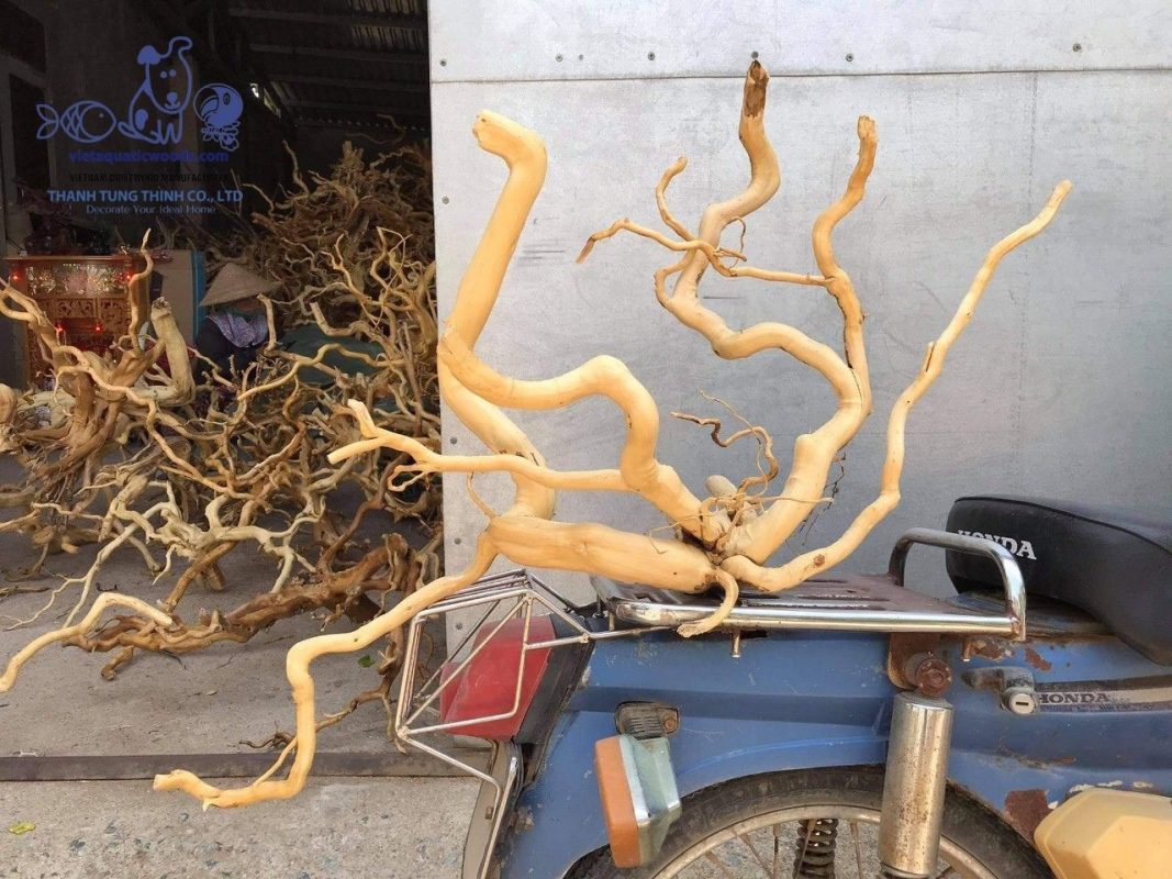 Spider wood is ideal for crafting large bonsai driftwood