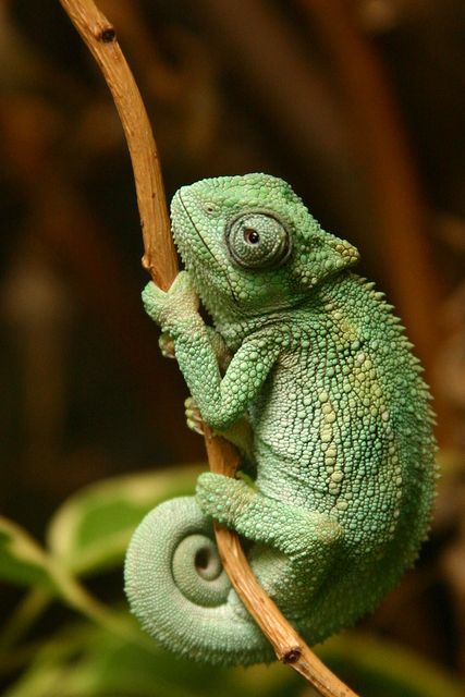 driftwood for gecko
