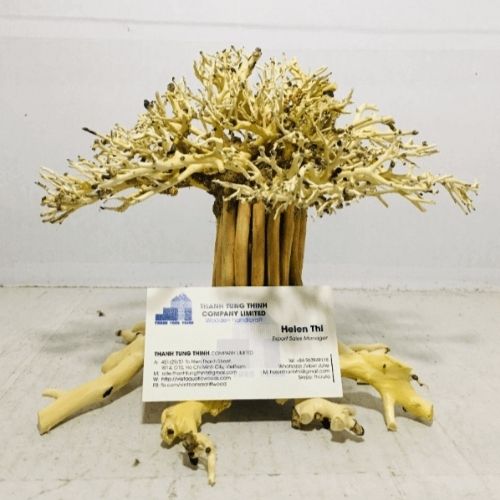 traditional bonsai driftwood