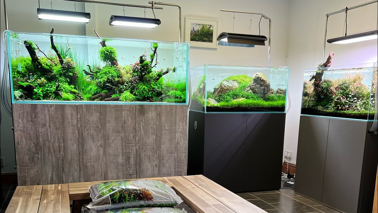 Aquascaping showrooms attract many customers