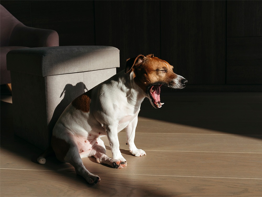 Coffee wood chews prevent dogs from choking