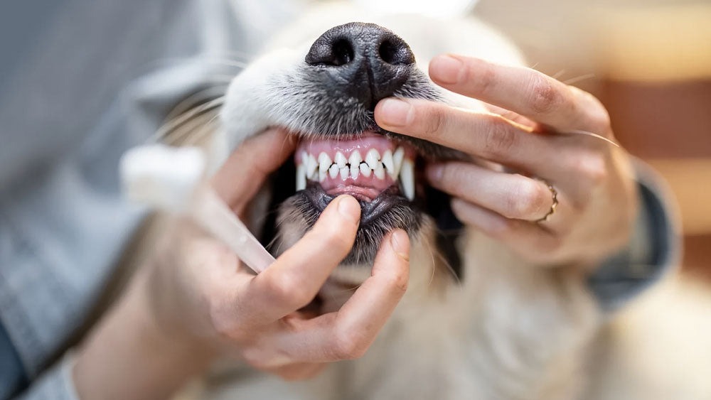 Coffee wood chews are safe for teeth and gums