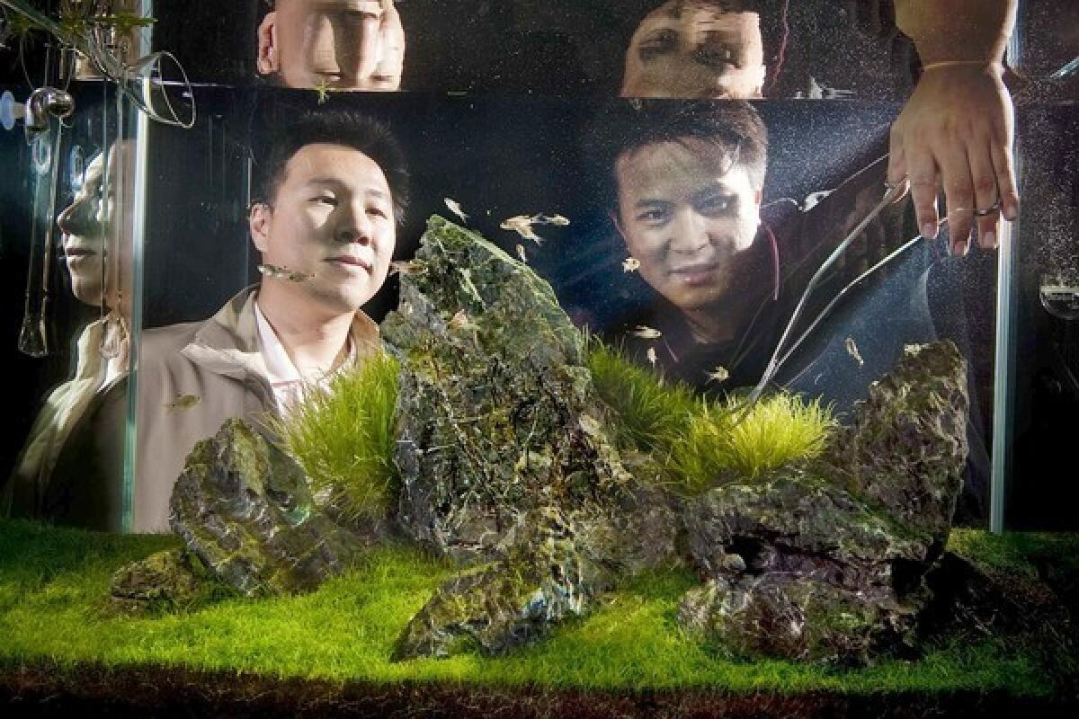 Japan and South Korea appreciate bonsai driftwood design layouts