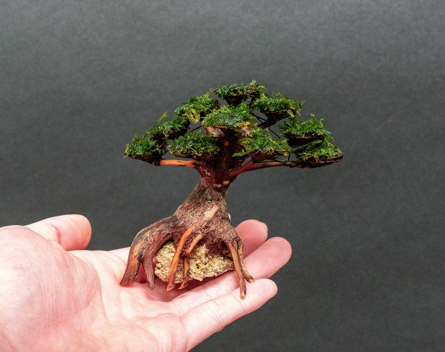 Aquarium bonsai trees pair with moss