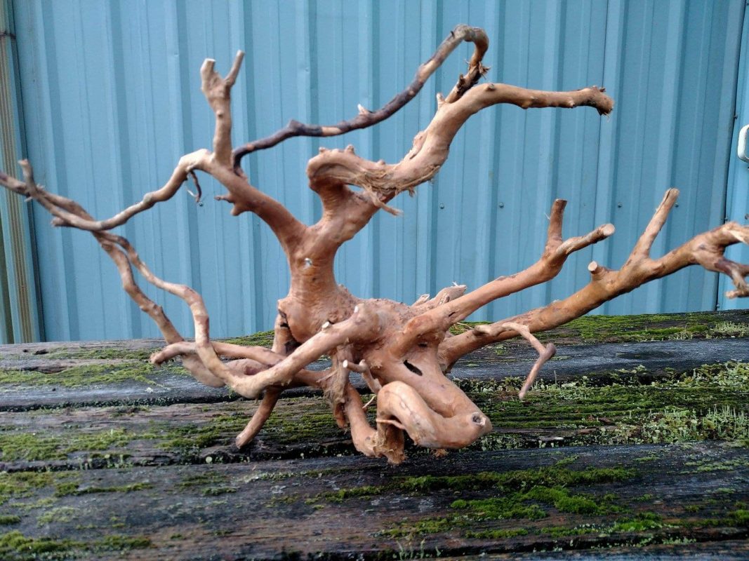Spider wood for terrariums and aquariums
