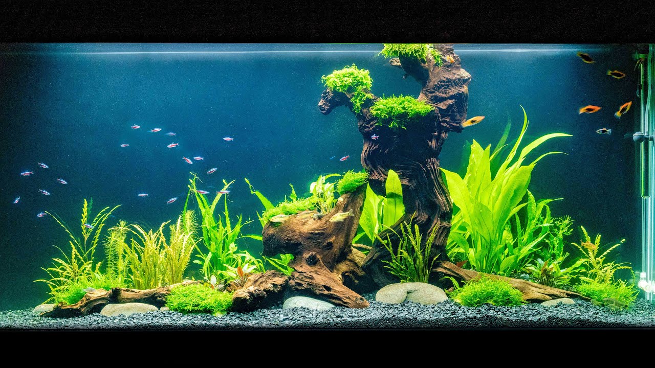 Aquarium driftwood is used as a focal point