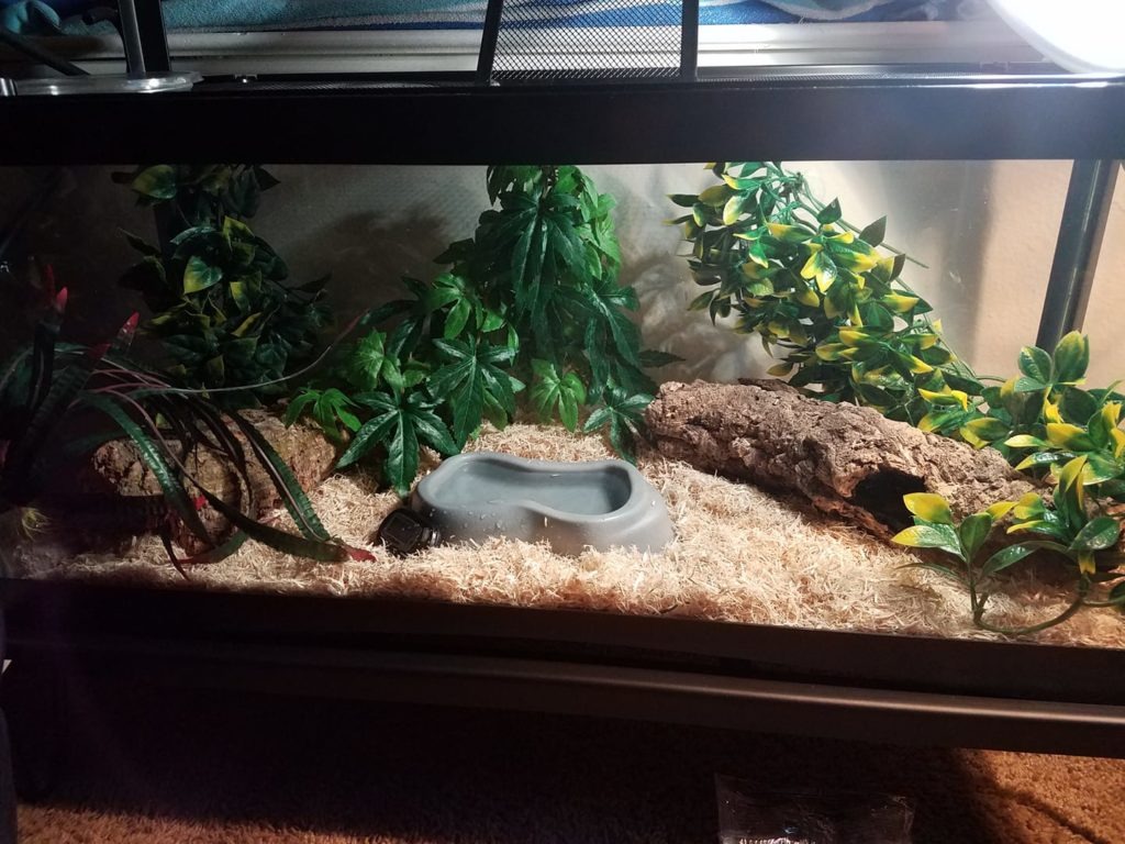 Driftwood enhances humidity retention and natural aesthetics