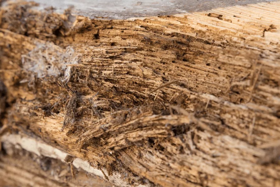 Poorly processed wood can harm reptiles or compromise terrarium environments