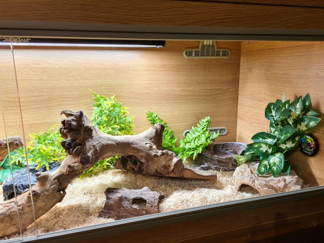Driftwood creates a natural and engaging visual experience