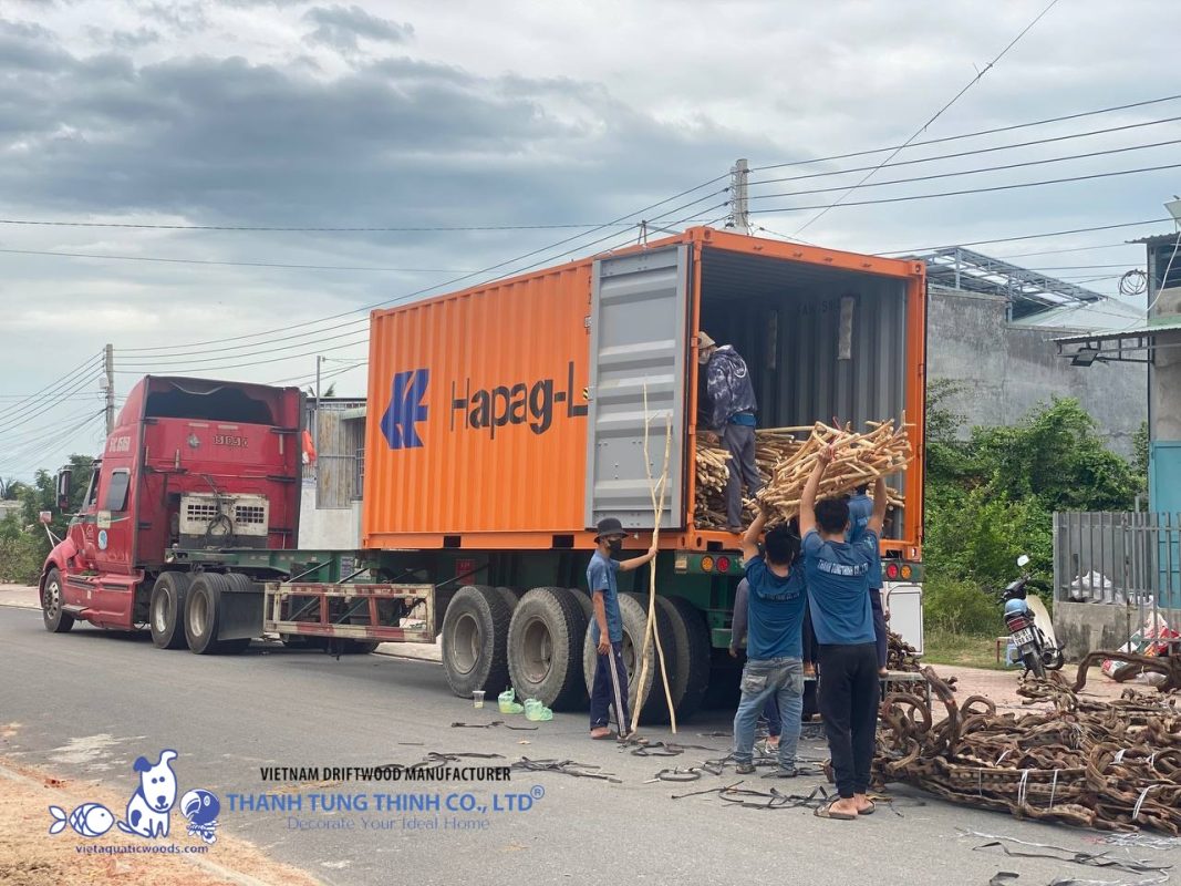 Vietnam is a key supplier of natural driftwood for aquariums