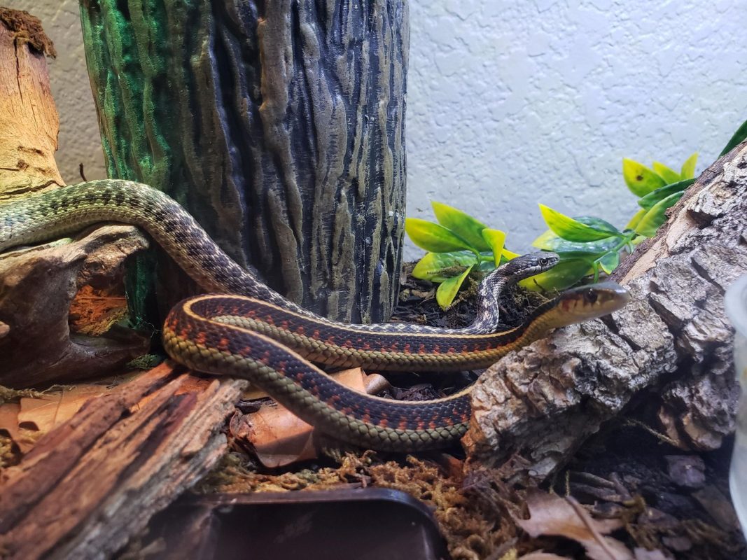 Snakes prefer elevated branches for basking and climbing