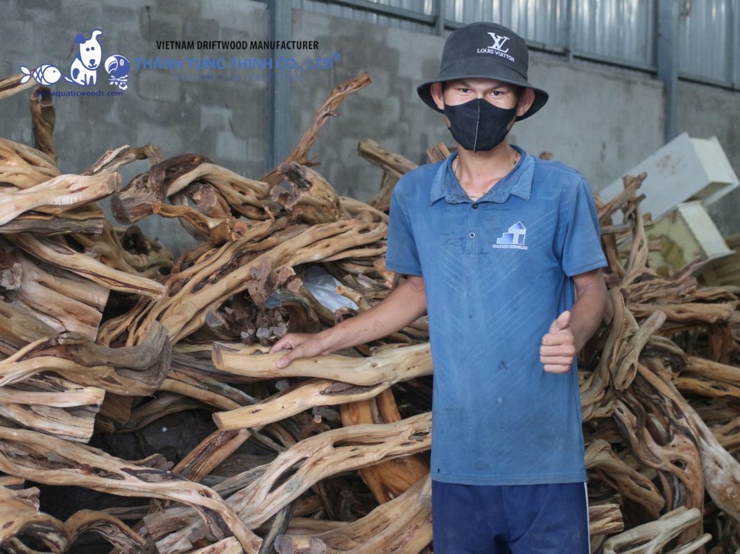 Thanh Tung Thinh is a leading driftwood supplier in Vietnam