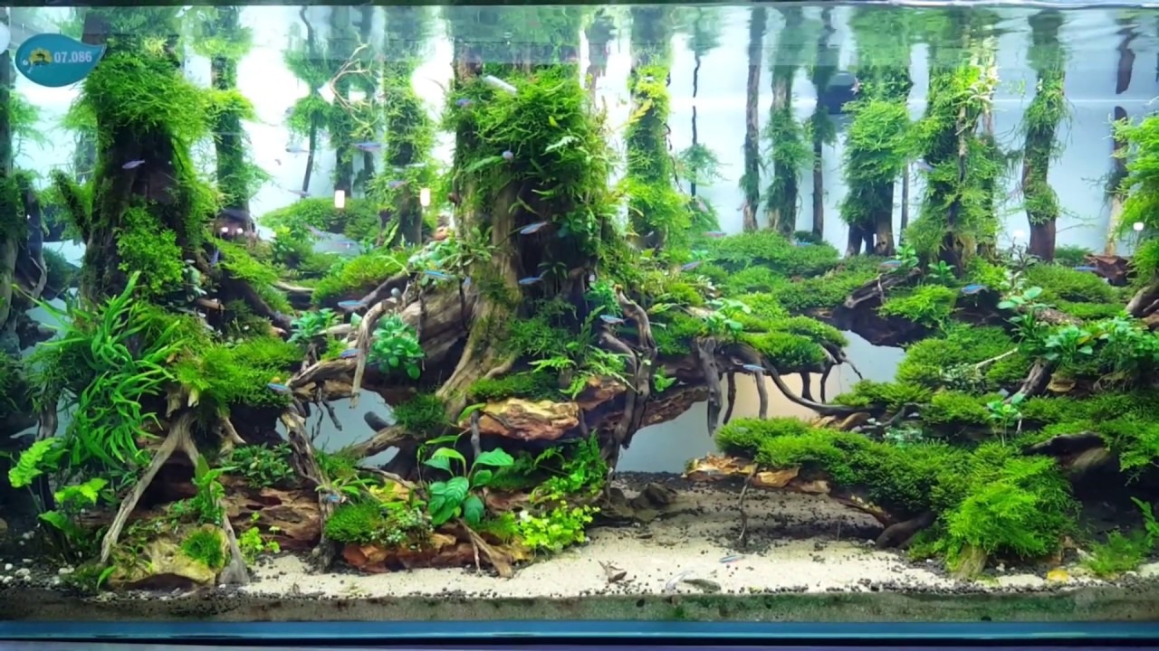 Driftwood is commonly used in aquascaping 