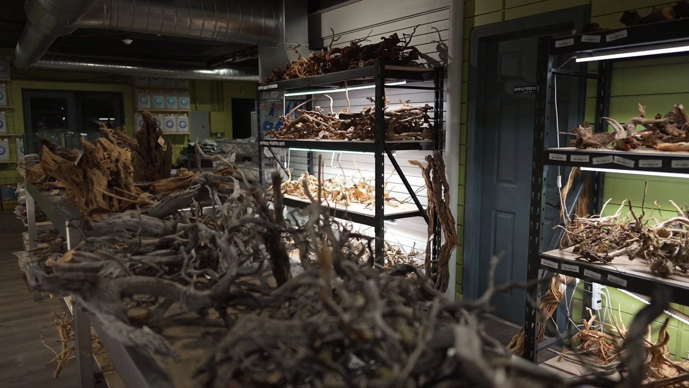 Store reptile driftwood in a clean, dry, and well-ventilated area