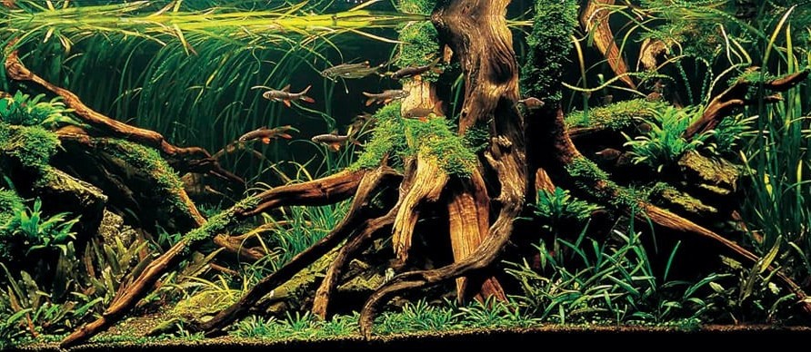 Biotope-inspired aquascapes