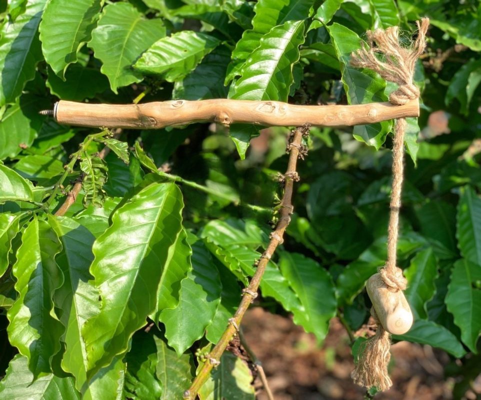 Coffee wood bird perches are safe and non-toxic