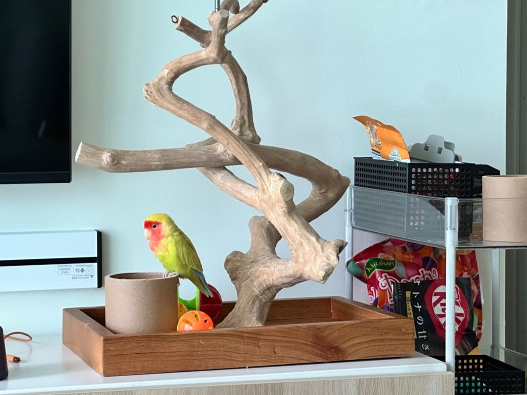 Java wood bird perches have become increasingly popular among bird owners