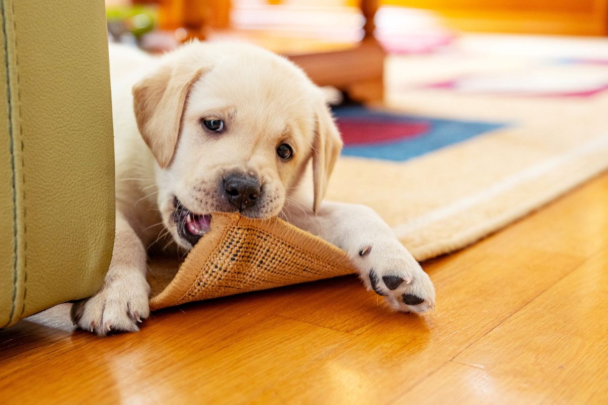 Coffee wood chews prevent dogs from destroy furniture