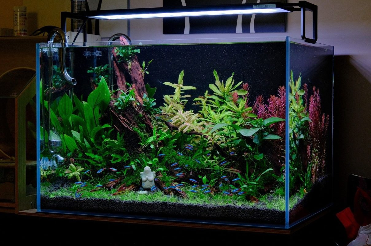 Driftwood brings a natural aesthetic and supports a healthy ecosystem