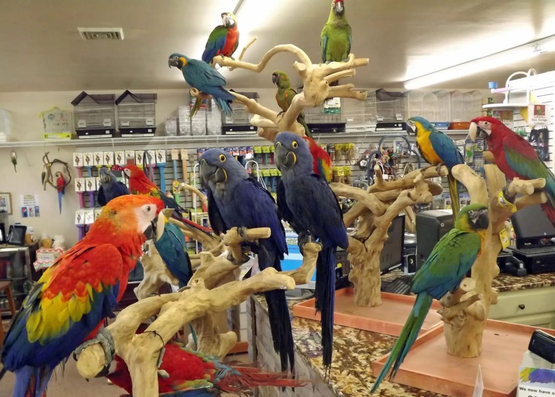 The demand for sustainable pet products is rising