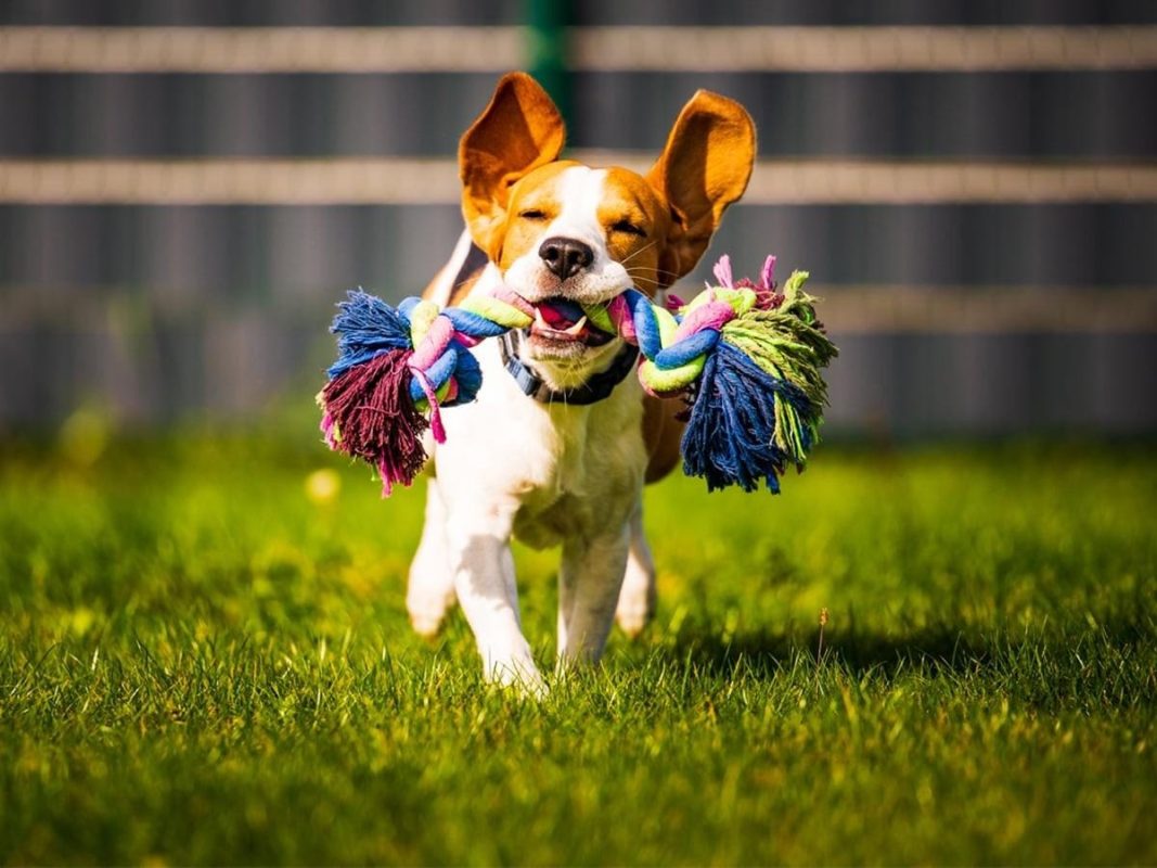 Eco-friendly pet products reduce waste through sustainable designs