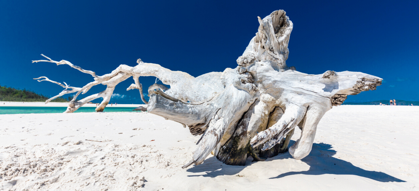 Driftwood on the beach