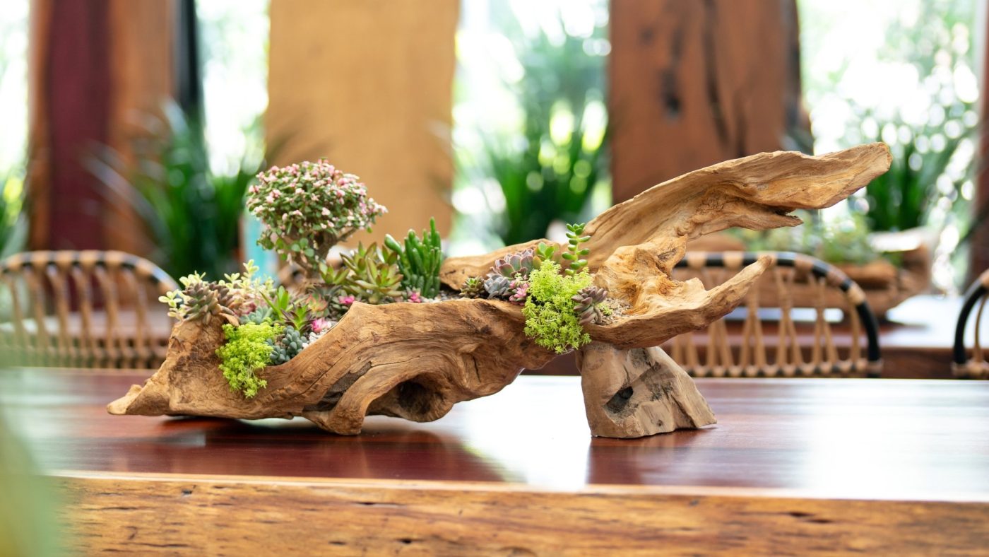 Driftwood with unique shape