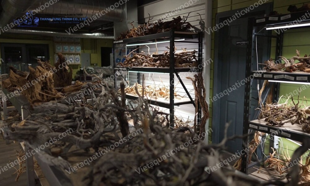 Inventory at a Premium Mangrove Root Manufacturer
