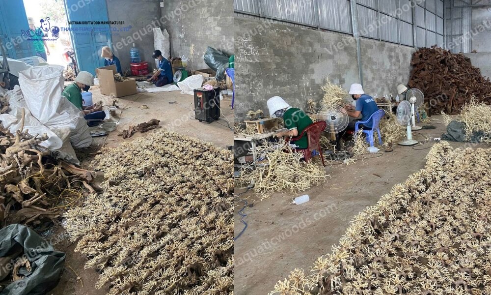 Inside the Premium Mangrove Root Manufacturer facility