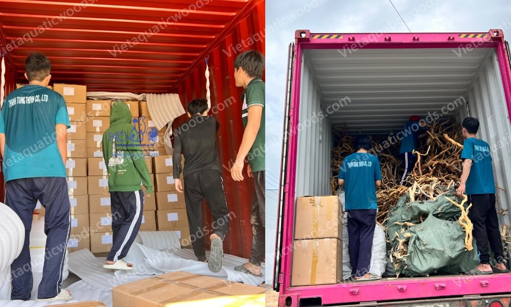 Bulk shipping from a Premium Mangrove Root Manufacturer
