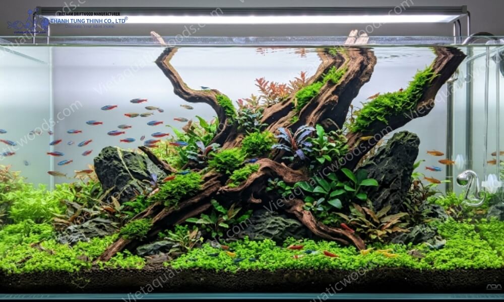 A thriving, algae-free aquascape achieved after successfully resolving a Driftwood Algae Problem Aquarium