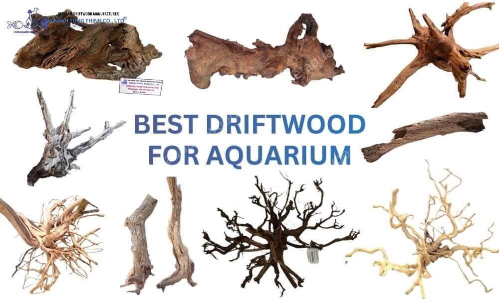 Selecting quality wood to avoid Driftwood Algae Problem Aquarium
