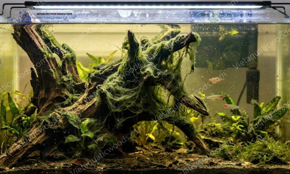 Visible algae buildup in a Driftwood Algae Problem Aquarium