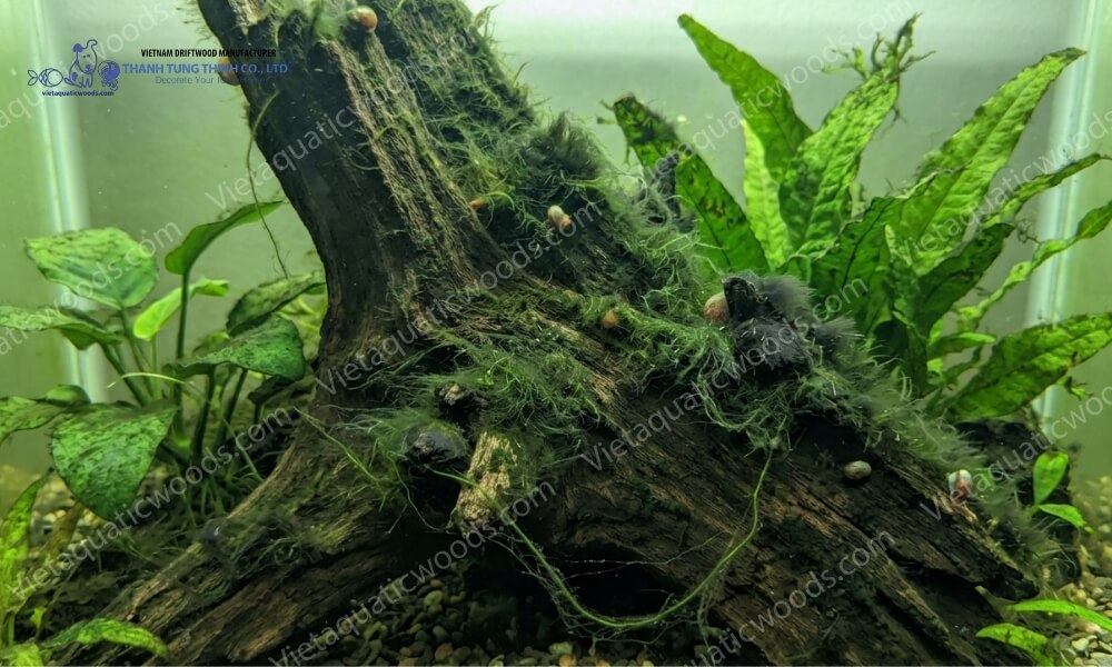 Green algae growth in a Driftwood Algae Problem Aquarium