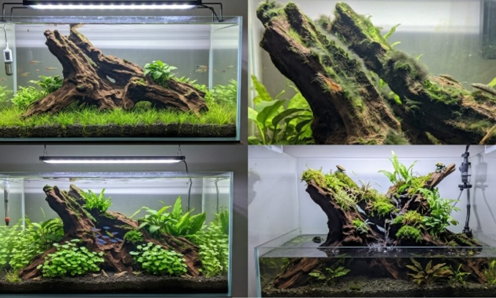 Comparing stages of a Driftwood Algae Problem Aquarium